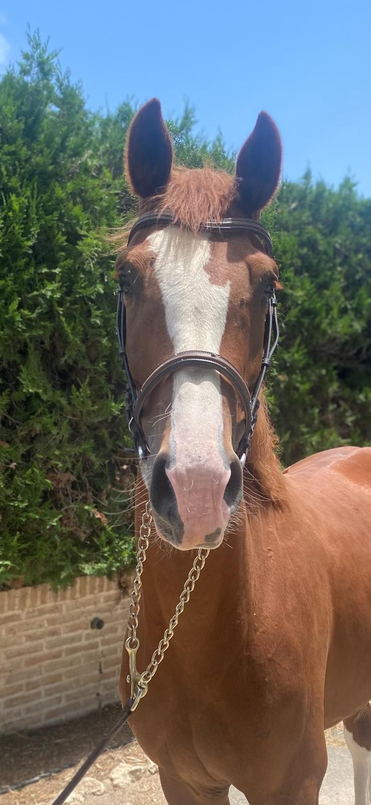 horse